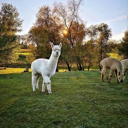 Appartement Vermieterei *