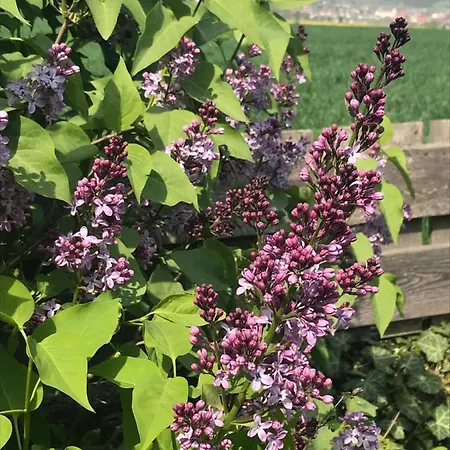 Διαμέρισμα Vermieterei Oberwolbling