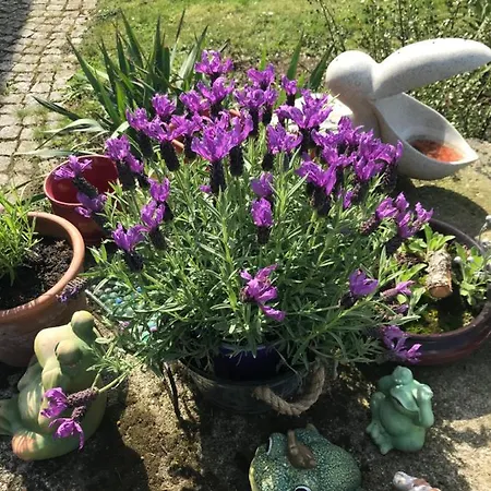 Appartement Vermieterei *