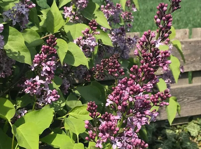 Appartement Vermieterei Oberwolbling