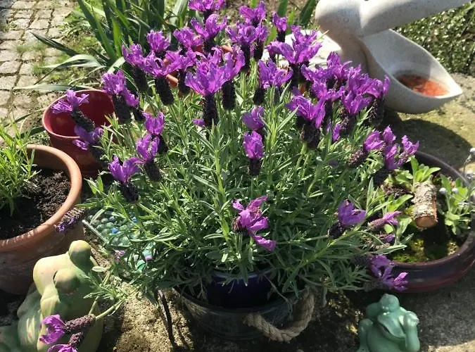 Appartement Vermieterei *